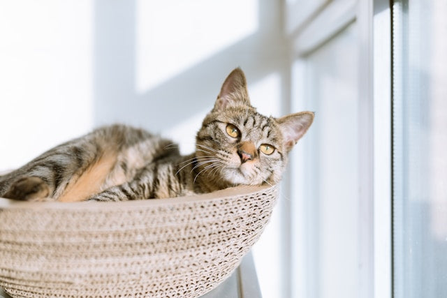 Crafting Comfort: The Ultimate Guide to Designing a Cat-Friendly Home