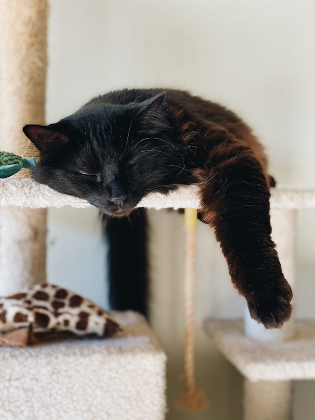 Pawsitive Impact: How Furniture Influences Feline Well-being