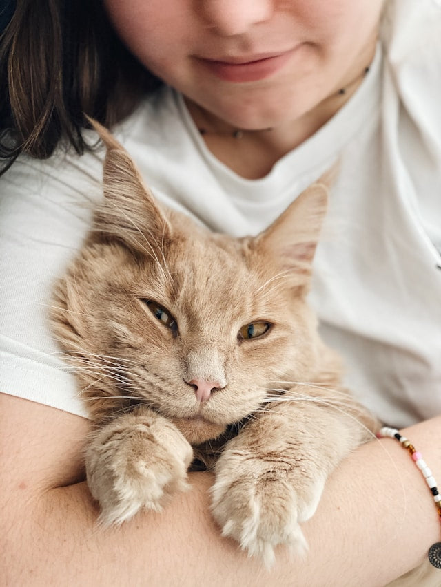 Decoding Your Cat's Body Language: Understanding What Their Tail, Ears, and Purring Really Mean
